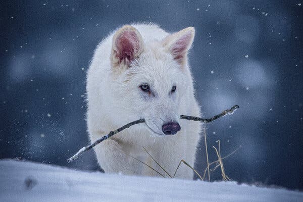 White direwolf in deep winter snow
